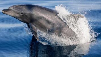 joven curioso nariz de botella delfín sonrisas, juguetón común tursiops truncatus de cerca nadando submarino. saltando fuera de agua foto