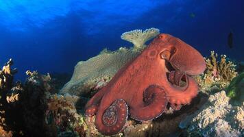 Closeup view of a common Octopus vulgaris swimming underwater, macro portrait under water photo