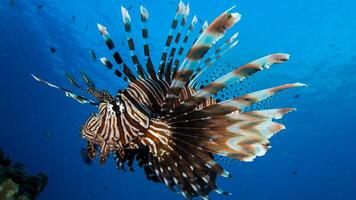 Lionfish or Pterois, a beautiful predatory Lion Fish swims in search of food underwater photo