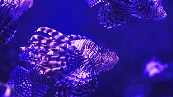 Lionfish or Pterois, a beautiful predatory Lion Fish swims in search of food underwater photo