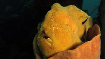 Frogfish Antennarius. Amazing underwater world, frog fish marine creature photo