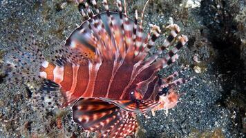 pez león o pterois, un hermosa depredador león pescado nada en buscar de comida submarino foto