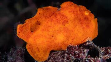 Frogfish Antennarius. Amazing underwater world, frog fish marine creature photo