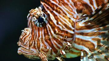 pez león o pterois, un hermosa depredador león pescado nada en buscar de comida submarino foto