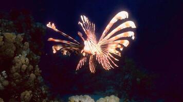 pez león o pterois, un hermosa depredador león pescado nada en buscar de comida submarino foto