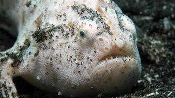 pez sapo antenario. increíble submarino mundo, rana pescado marina criatura foto