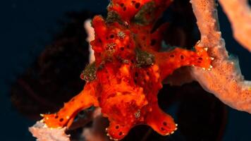 Frogfish Antennarius. Amazing underwater world, frog fish marine creature photo