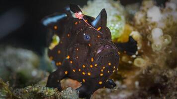 Frogfish Antennarius. Amazing underwater world, frog fish marine creature photo