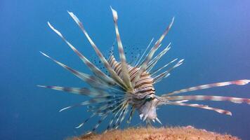 pez león o pterois, un hermosa depredador león pescado nada en buscar de comida submarino foto