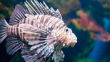 pez león o pterois, un hermosa depredador león pescado nada en buscar de comida submarino foto