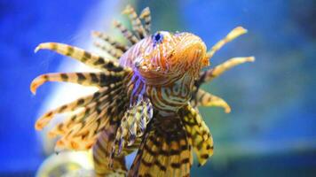 pez león o pterois, un hermosa depredador león pescado nada en buscar de comida submarino foto