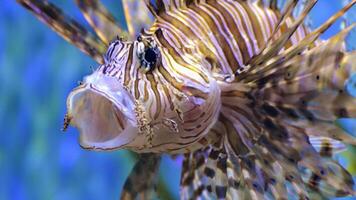 pez león o pterois, un hermosa depredador león pescado nada en buscar de comida submarino foto