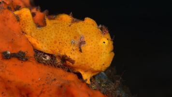 Frogfish Antennarius. Amazing underwater world, frog fish marine creature photo