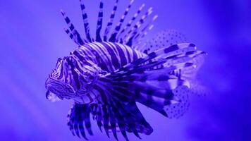 Lionfish or Pterois, a beautiful predatory Lion Fish swims in search of food underwater photo