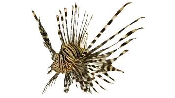 Lionfish or Pterois, a beautiful predatory Lion Fish swims in search of food underwater photo