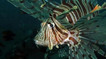 Lionfish or Pterois, a beautiful predatory Lion Fish swims in search of food underwater photo