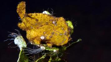 Frogfish Antennarius. Amazing underwater world, frog fish marine creature photo