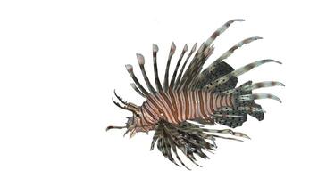 Lionfish or Pterois, a beautiful predatory Lion Fish swims in search of food underwater photo