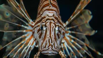 pez león o pterois, un hermosa depredador león pescado nada en buscar de comida submarino foto