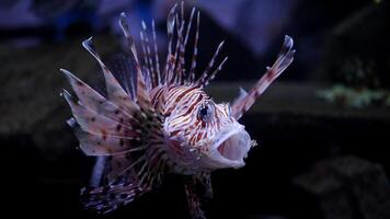 pez león o pterois, un hermosa depredador león pescado nada en buscar de comida submarino foto