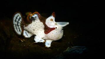 Frogfish Antennarius. Amazing underwater world, frog fish marine creature photo