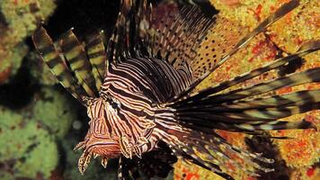 pez león o pterois, un hermosa depredador león pescado nada en buscar de comida submarino foto