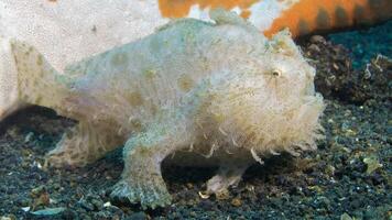 Frogfish Antennarius. Amazing underwater world, frog fish marine creature photo