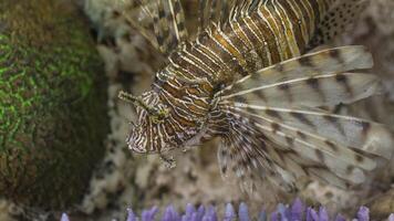 pez león o pterois, un hermosa depredador león pescado nada en buscar de comida submarino foto