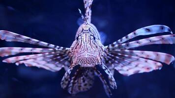 Lionfish or Pterois, a beautiful predatory Lion Fish swims in search of food underwater photo