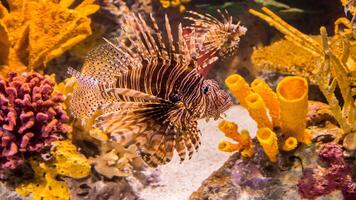 pez león o pterois, un hermosa depredador león pescado nada en buscar de comida submarino foto