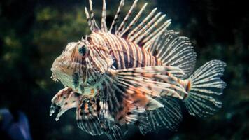 pez león o pterois, un hermosa depredador león pescado nada en buscar de comida submarino foto