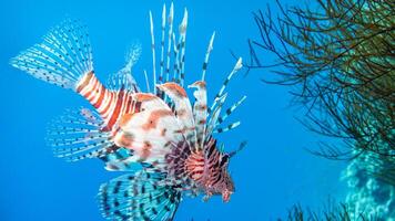 pez león o pterois, un hermosa depredador león pescado nada en buscar de comida submarino foto