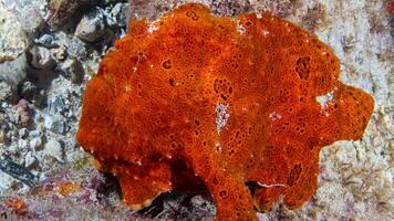 Frogfish Antennarius. Amazing underwater world, frog fish marine creature photo