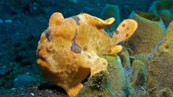 pez sapo antenario. increíble submarino mundo, rana pescado marina criatura foto