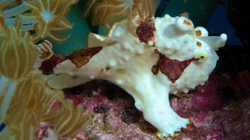 Frogfish Antennarius. Amazing underwater world, frog fish marine creature photo