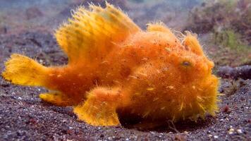 Frogfish Antennarius. Amazing underwater world, frog fish marine creature photo