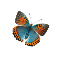 Flat lay view of the blue and orange butterfly on transparent background png