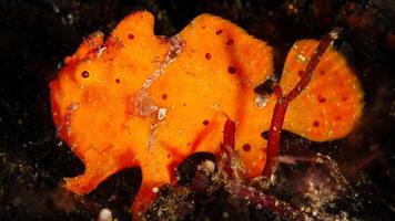 Frogfish Antennarius. Amazing underwater world, frog fish marine creature photo