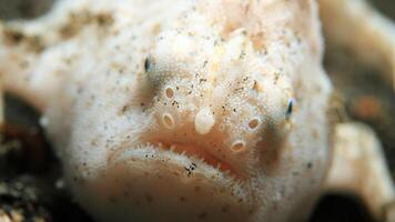 Frogfish Antennarius. Amazing underwater world, frog fish marine creature photo