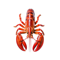 homard sur fond transparent png