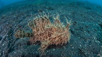 pez sapo antenario. increíble submarino mundo, rana pescado marina criatura foto