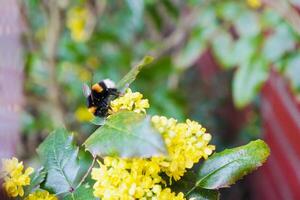 The Magnificent Bumblebee photo