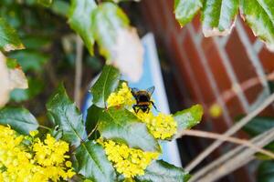 The Magnificent Bumblebee photo