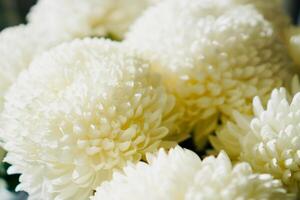 A blooming white chrysanthemum photo