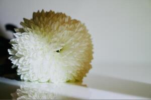 A blooming white chrysanthemum photo