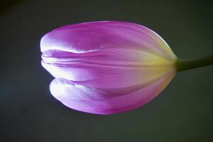 close-up of a tulip photo