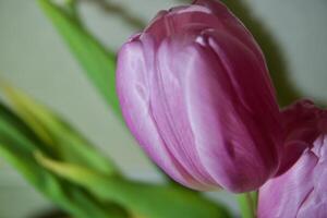 close-up of a tulip photo