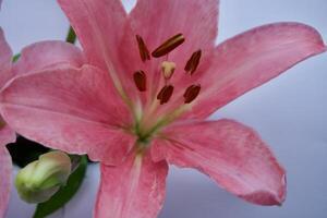 close up of pink lily photo