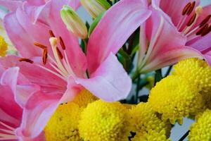 yellow flowers chrysanthemum photo