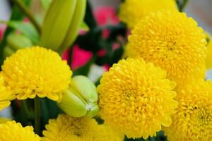yellow flowers chrysanthemum photo